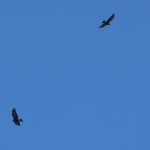 Aquila audax at Wallagoot, NSW - 26 Dec 2022