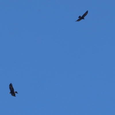 Aquila audax (Wedge-tailed Eagle) at Wallagoot, NSW - 26 Dec 2022 by KylieWaldon