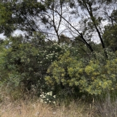 Cassinia longifolia (Shiny Cassinia, Cauliflower Bush) at Stromlo, ACT - 21 Dec 2022 by JimL