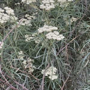 Cassinia longifolia at Stromlo, ACT - 21 Dec 2022