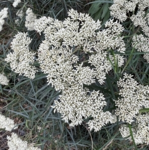 Cassinia longifolia at Stromlo, ACT - 21 Dec 2022