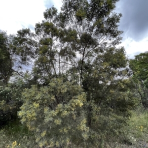 Acacia mearnsii at Stromlo, ACT - 21 Dec 2022 05:55 PM