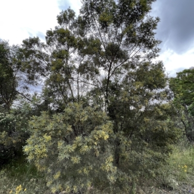 Acacia mearnsii (Black Wattle) at Stromlo, ACT - 21 Dec 2022 by JimL