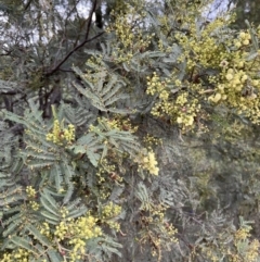 Acacia mearnsii at Stromlo, ACT - 21 Dec 2022 05:55 PM