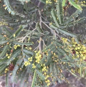 Acacia mearnsii at Stromlo, ACT - 21 Dec 2022