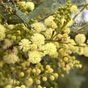 Acacia mearnsii at Stromlo, ACT - 21 Dec 2022 05:55 PM