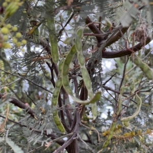 Acacia mearnsii at Stromlo, ACT - 21 Dec 2022 05:55 PM