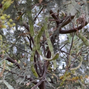 Acacia mearnsii at Stromlo, ACT - 21 Dec 2022