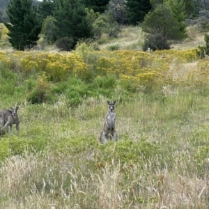 Macropus giganteus at Stromlo, ACT - 21 Dec 2022 06:23 PM