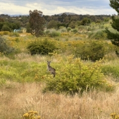 Macropus giganteus at Stromlo, ACT - 21 Dec 2022 06:23 PM