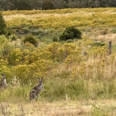 Macropus giganteus at Stromlo, ACT - 21 Dec 2022 06:23 PM