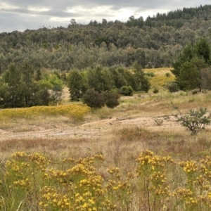 Vanellus miles at Stromlo, ACT - 21 Dec 2022