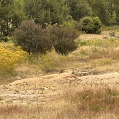 Vanellus miles at Stromlo, ACT - 21 Dec 2022 06:25 PM