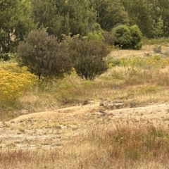 Vanellus miles at Stromlo, ACT - 21 Dec 2022