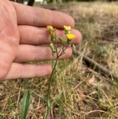 Crepis capillaris (Smooth Hawksbeard) at Higgins, ACT - 29 Dec 2022 by MattM