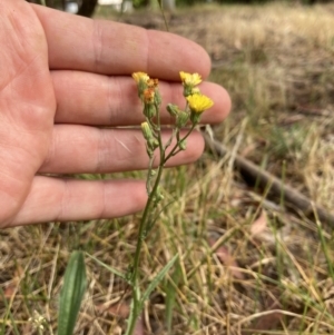 Crepis capillaris at Higgins, ACT - 30 Dec 2022