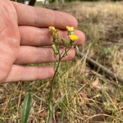 Crepis capillaris (Smooth Hawksbeard) at Higgins, ACT - 30 Dec 2022 by MattM