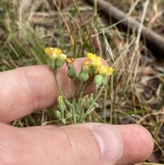 Crepis capillaris at Higgins, ACT - 30 Dec 2022