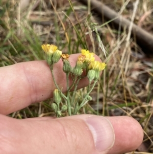 Crepis capillaris at Higgins, ACT - 30 Dec 2022 09:54 AM