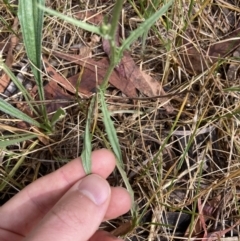 Crepis capillaris at Higgins, ACT - 30 Dec 2022