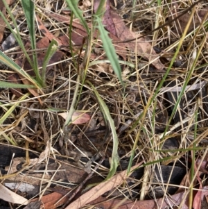 Crepis capillaris at Higgins, ACT - 30 Dec 2022 09:54 AM