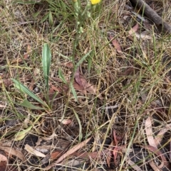 Crepis capillaris at Higgins, ACT - 30 Dec 2022