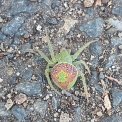 Araneus circulissparsus (species group) (Speckled Orb-weaver) at Belconnen, ACT - 26 Dec 2022 by Kelly123456