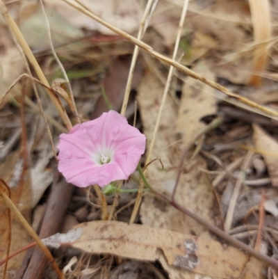 Convolvulus angustissimus subsp. angustissimus (Australian Bindweed) at Wirlinga, NSW - 30 Dec 2022 by RobCook