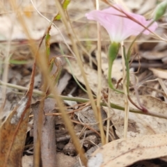 Convolvulus angustissimus subsp. angustissimus at Wirlinga, NSW - 30 Dec 2022