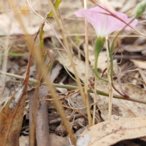 Convolvulus angustissimus subsp. angustissimus at Wirlinga, NSW - 30 Dec 2022 11:56 AM