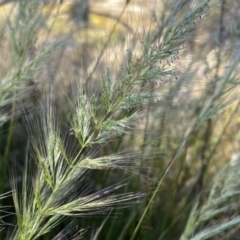 Austrostipa densiflora at Wandiyali-Environa Conservation Area - 27 Dec 2022 by Wandiyali