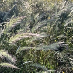 Austrostipa densiflora at Googong, NSW - suppressed