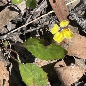 Goodenia hederacea at Broadway, NSW - 27 Dec 2022 03:32 PM