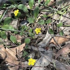 Goodenia hederacea at Broadway, NSW - 27 Dec 2022