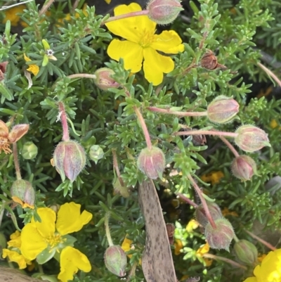 Hibbertia porcata (A Guinea Flower) at Broadway TSR - 27 Dec 2022 by JaneR