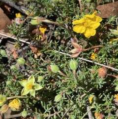 Hibbertia porcata at Broadway, NSW - 27 Dec 2022 03:37 PM