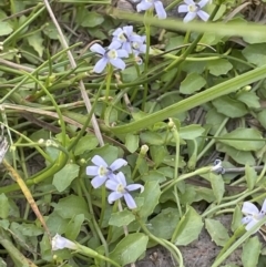 Isotoma fluviatilis subsp. australis (Swamp Isotome) at Broadway TSR N.S.W. - 27 Dec 2022 by JaneR