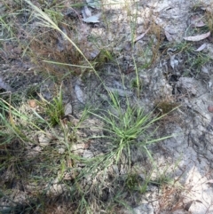 Lachnagrostis filiformis at Broadway, NSW - 27 Dec 2022