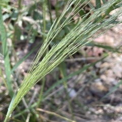 Lachnagrostis filiformis at Broadway, NSW - 27 Dec 2022 02:51 PM