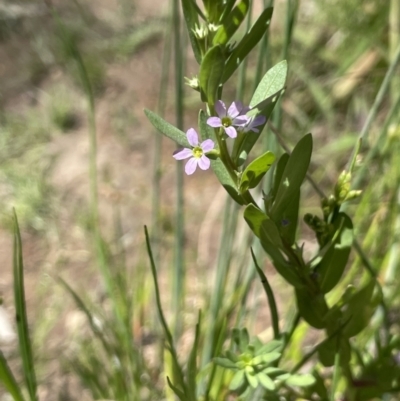 Lythrum hyssopifolia (Small Loosestrife) at Broadway TSR N.S.W. - 27 Dec 2022 by JaneR
