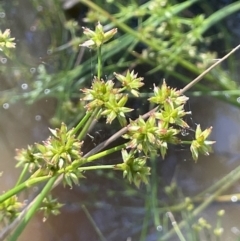 Juncus holoschoenus (Joint-leaved Rush) at Broadway, NSW - 27 Dec 2022 by JaneR