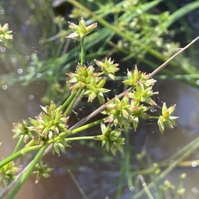 Juncus holoschoenus (Joint-leaved Rush) at Broadway TSR N.S.W. - 27 Dec 2022 by JaneR