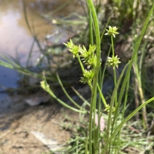 Juncus holoschoenus at Broadway, NSW - 27 Dec 2022