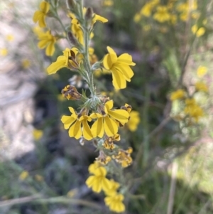 Goodenia bellidifolia at Broadway, NSW - 27 Dec 2022 03:41 PM