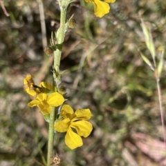 Goodenia bellidifolia at Broadway, NSW - 27 Dec 2022 03:41 PM