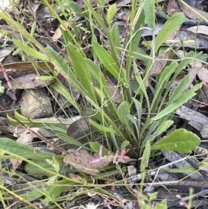 Goodenia bellidifolia at Broadway, NSW - 27 Dec 2022