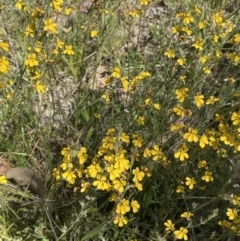 Goodenia bellidifolia at Broadway, NSW - 27 Dec 2022