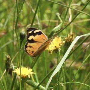 Heteronympha merope at Burradoo, NSW - 21 Dec 2022