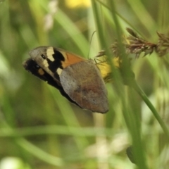 Heteronympha merope at Burradoo, NSW - 21 Dec 2022 01:50 PM