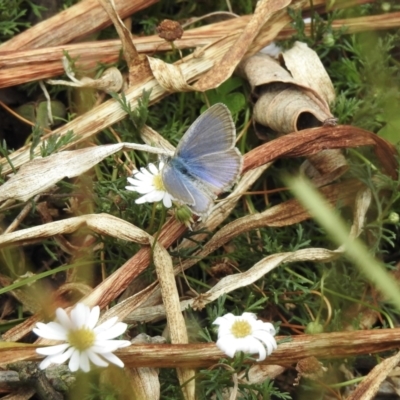 Zizina otis (Common Grass-Blue) at Burradoo - 21 Dec 2022 by GlossyGal